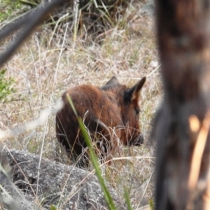 Sus scrofa at Stromlo, ACT - suppressed