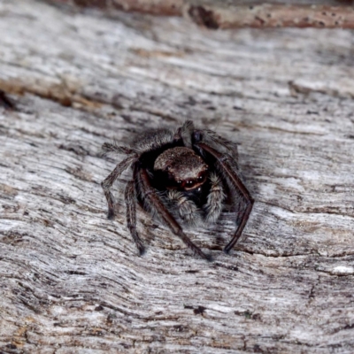 Unidentified Spider (Araneae) at Gungaderra Grasslands - 12 Sep 2021 by DPRees125