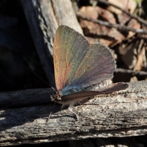 Erina hyacinthina at Cook, ACT - 11 Sep 2021 03:55 PM