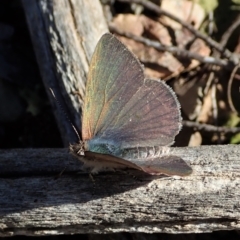 Erina hyacinthina at Cook, ACT - 11 Sep 2021 03:55 PM