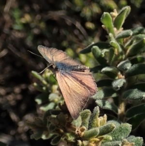 Erina hyacinthina at Cook, ACT - 11 Sep 2021 03:55 PM