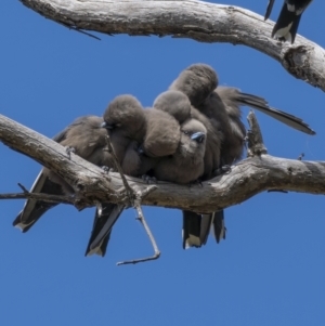 Artamus cyanopterus at Majura, ACT - 12 Sep 2021