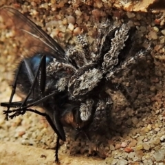 Clynotis severus (Stern Jumping Spider) at Wanniassa, ACT - 12 Sep 2021 by JohnBundock