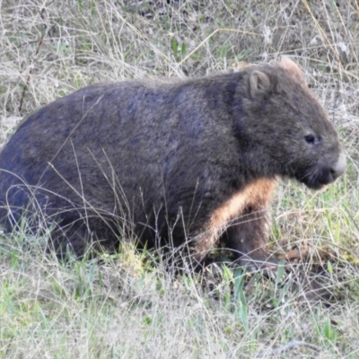 Vombatus ursinus (Common wombat, Bare-nosed Wombat) at Stromlo, ACT - 12 Sep 2021 by HelenCross