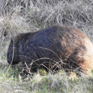 Vombatus ursinus at Stromlo, ACT - 12 Sep 2021 07:18 AM