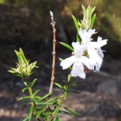 Westringia eremicola (Slender Western Rosemary) at Stromlo, ACT - 12 Sep 2021 by HelenCross