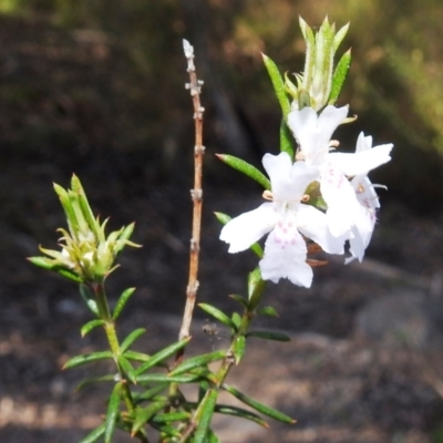 Westringia eremicola (Slender Western Rosemary) at Stromlo, ACT - 11 Sep 2021 by HelenCross