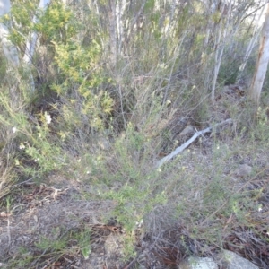 Westringia eremicola at Stromlo, ACT - 12 Sep 2021