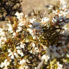 Lissanthe strigosa subsp. subulata (Peach Heath) at Stromlo, ACT - 12 Sep 2021 by HelenCross