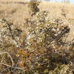 Lissanthe strigosa subsp. subulata at Stromlo, ACT - 12 Sep 2021