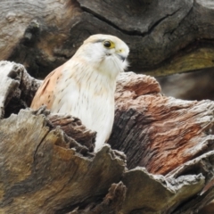 Falco cenchroides (Nankeen Kestrel) at Lions Youth Haven - Westwood Farm A.C.T. - 12 Sep 2021 by HelenCross