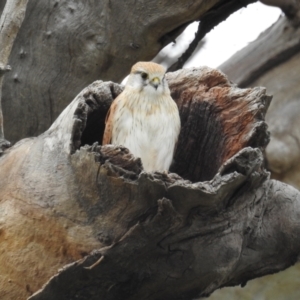 Falco cenchroides at Kambah, ACT - 12 Sep 2021