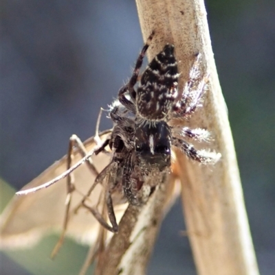 Sandalodes bipenicillatus (Double-brush jumper) at Holt, ACT - 11 Sep 2021 by CathB