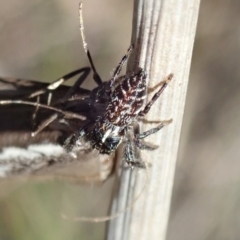 Sandalodes bipenicillatus at Holt, ACT - 11 Sep 2021 02:48 PM