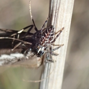 Sandalodes bipenicillatus at Holt, ACT - 11 Sep 2021