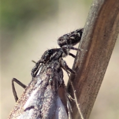 Sandalodes bipenicillatus at Holt, ACT - 11 Sep 2021 02:48 PM