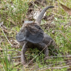Pogona barbata (Eastern Bearded Dragon) at Sutton, NSW - 12 Sep 2021 by Cmperman