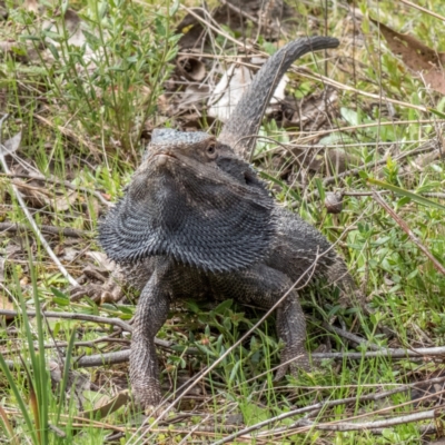 Pogona barbata (Eastern Bearded Dragon) at Sutton, NSW - 12 Sep 2021 by Cmperman