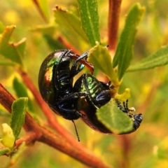 Callidemum hypochalceum (Hop-bush leaf beetle) at Lions Youth Haven - Westwood Farm A.C.T. - 12 Sep 2021 by HelenCross