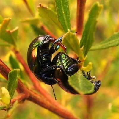 Callidemum hypochalceum (Hop-bush leaf beetle) at Tuggeranong DC, ACT - 12 Sep 2021 by HelenCross