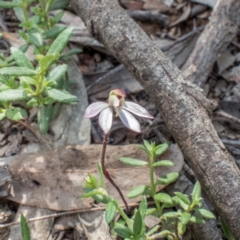 Caladenia fuscata (Dusky Fingers) at Forde, ACT - 12 Sep 2021 by Cmperman