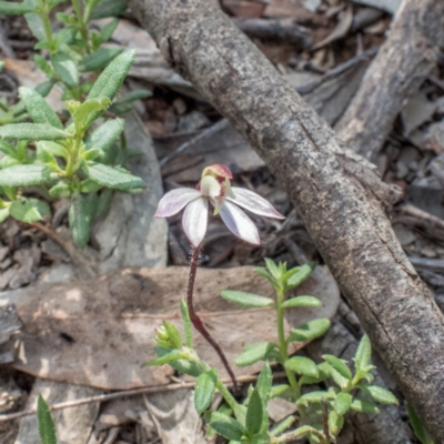 Caladenia fuscata (Dusky Fingers) at Forde, ACT - 12 Sep 2021 by C_mperman