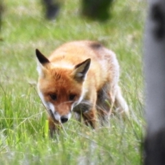 Vulpes vulpes (Red Fox) at Lions Youth Haven - Westwood Farm - 12 Sep 2021 by HelenCross