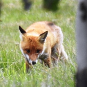 Vulpes vulpes at Tuggeranong DC, ACT - 12 Sep 2021