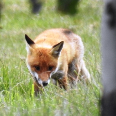 Vulpes vulpes (Red Fox) at Tuggeranong DC, ACT - 12 Sep 2021 by HelenCross