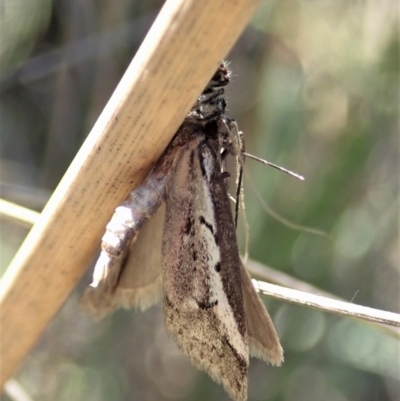 Philobota stella (A concealer moth) at Aranda Bushland - 11 Sep 2021 by CathB