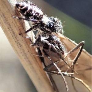 Philobota stella at Holt, ACT - 11 Sep 2021