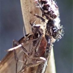 Philobota stella at Holt, ACT - 11 Sep 2021