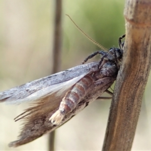 Philobota stella at Holt, ACT - 11 Sep 2021