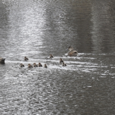 Anas gracilis (Grey Teal) at Lions Youth Haven - Westwood Farm A.C.T. - 12 Sep 2021 by HelenCross