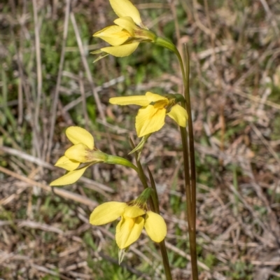 Diuris chryseopsis (Golden Moth) at Sutton, NSW - 12 Sep 2021 by C_mperman