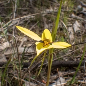 Diuris chryseopsis at Sutton, NSW - 12 Sep 2021