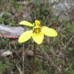 Diuris chryseopsis (Golden Moth) at Holt, ACT - 12 Sep 2021 by sangio7