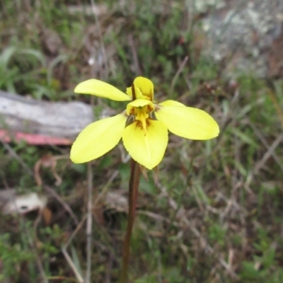 Diuris chryseopsis (Golden Moth) at The Pinnacle - 12 Sep 2021 by sangio7