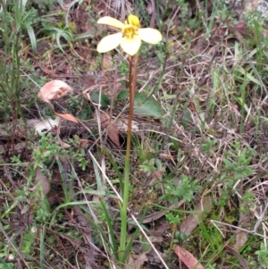 Diuris chryseopsis at Holt, ACT - 12 Sep 2021