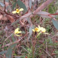 Diuris chryseopsis at Holt, ACT - 12 Sep 2021