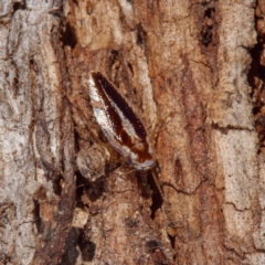 Ectoneura sp. (genus) (Cockroach) at Goorooyarroo NR (ACT) - 8 Sep 2021 by DPRees125