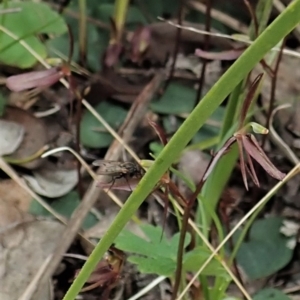 Cyrtostylis reniformis at suppressed - 9 Sep 2021