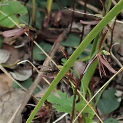 Cyrtostylis reniformis (Common Gnat Orchid) at Aranda, ACT - 9 Sep 2021 by CathB