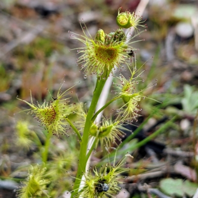 Drosera (genus) (A Sundew) at Tuggeranong DC, ACT - 12 Sep 2021 by HelenCross