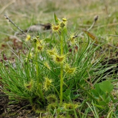 Drosera sp. at Tuggeranong DC, ACT - 12 Sep 2021