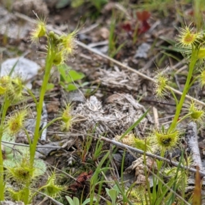 Drosera sp. at Tuggeranong DC, ACT - 12 Sep 2021