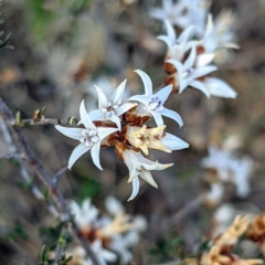 Cryptandra speciosa subsp. speciosa (Silky Cryptandra) at Stromlo, ACT - 12 Sep 2021 by HelenCross