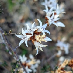 Cryptandra speciosa subsp. speciosa (Silky Cryptandra) at Stromlo, ACT - 11 Sep 2021 by HelenCross