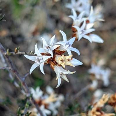 Cryptandra speciosa subsp. speciosa (Silky Cryptandra) at Stromlo, ACT - 12 Sep 2021 by HelenCross