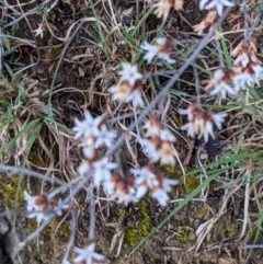 Cryptandra speciosa subsp. speciosa at Stromlo, ACT - 12 Sep 2021